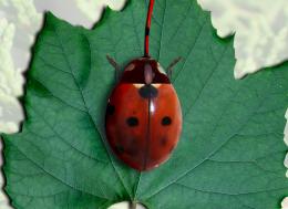 ladybug